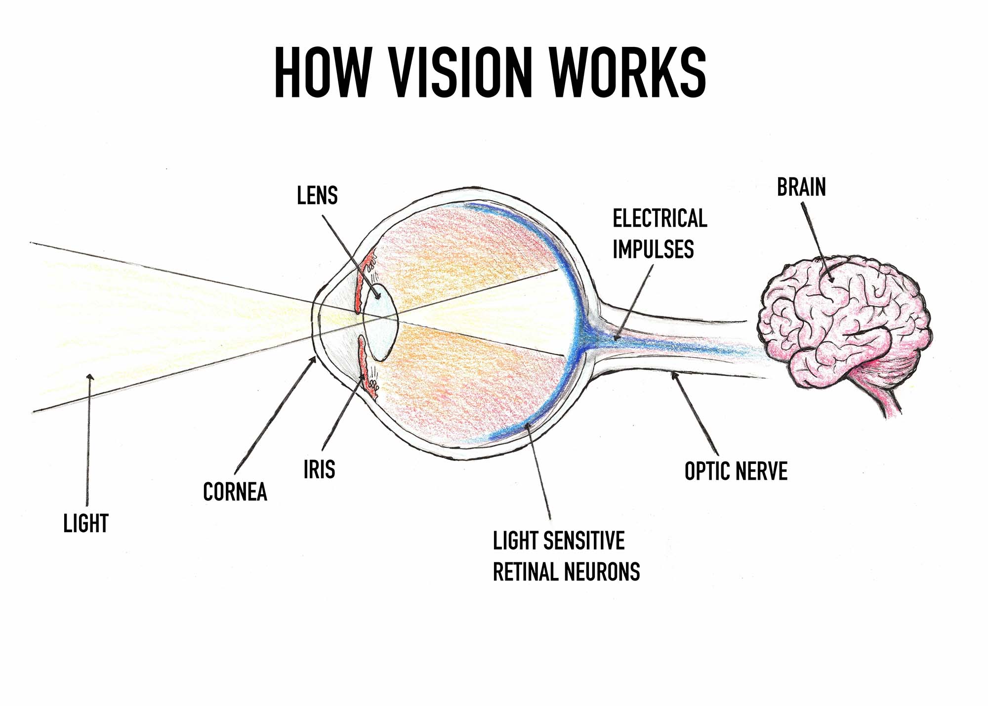 An illustration of how vision works showing a colored pencil drawing of an eyeball with a nearby brain and the parts of the eye and environment labeled, including the light, cornea, iris, lens, light-sensitive retinal neurons, optic nerve, electrical impulses, and the brain.