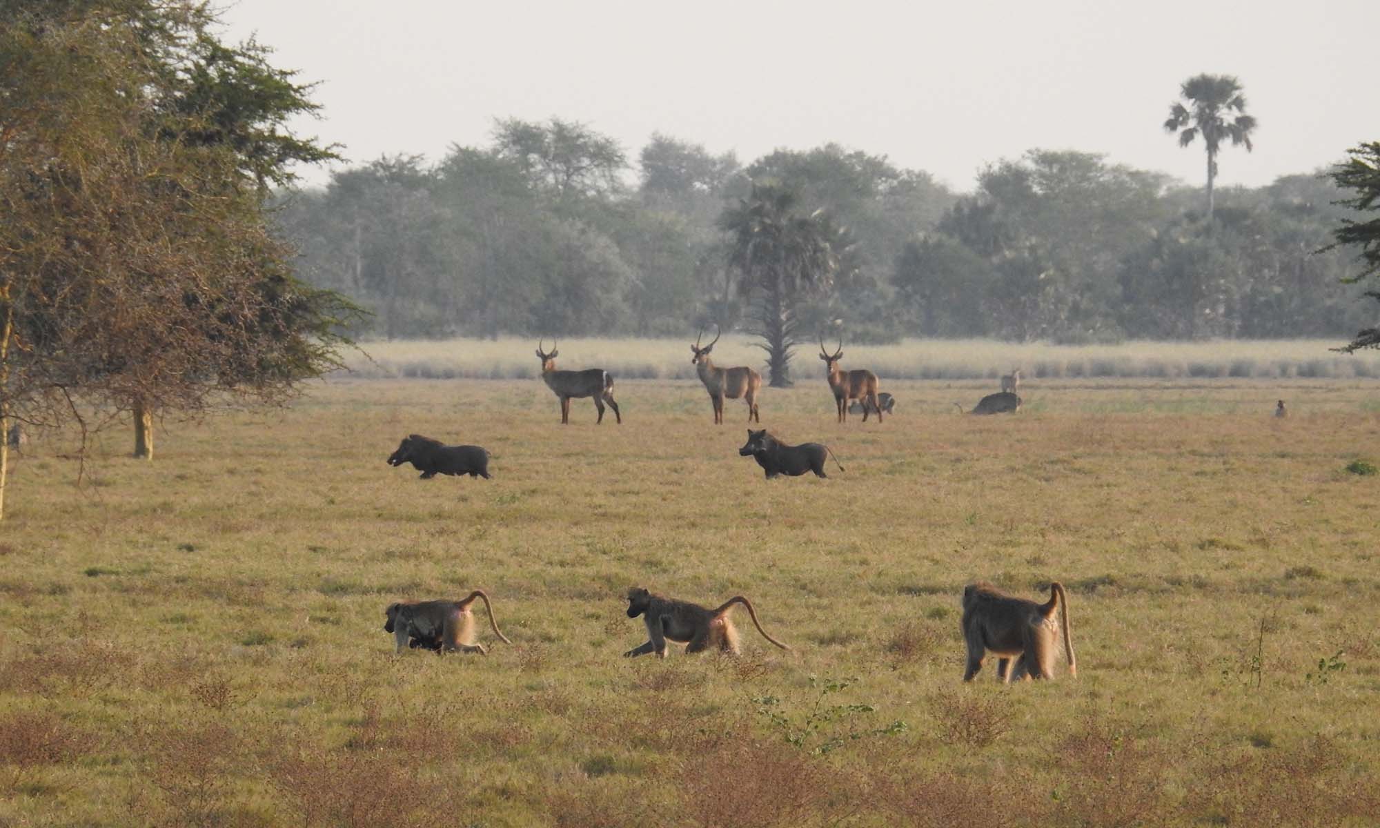 Multiple baboons, warthogs, and waterbucks traverse the African plains to illustrate animal cognition and collective intelligence.