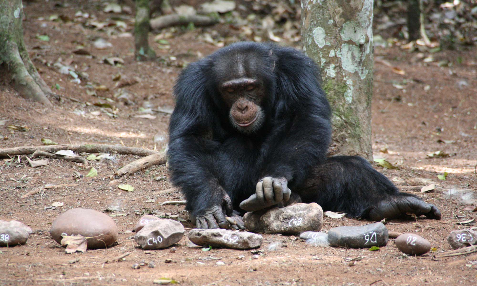 A chimpanzee using rocks as tools to illustrate animal cognition.