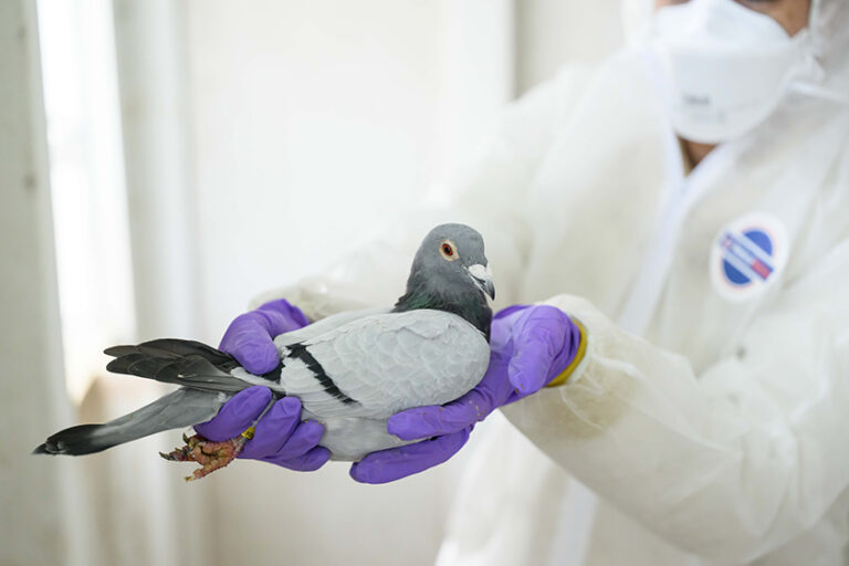 Close up of Dora Biro in a protective suit holding a homing pigeon.