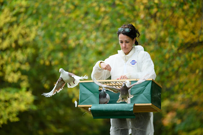 Dora Biro outdoors releasing several homing pigeons from a carrier.