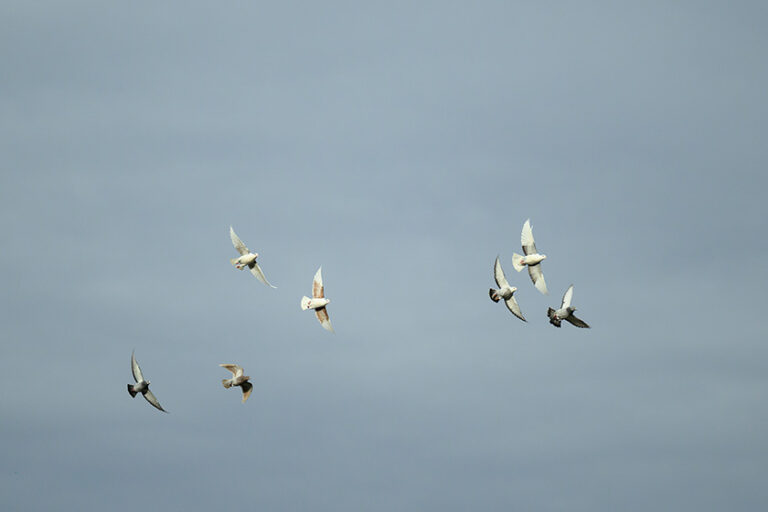 Seven or so homing pigeons flying against a cloudy sky.