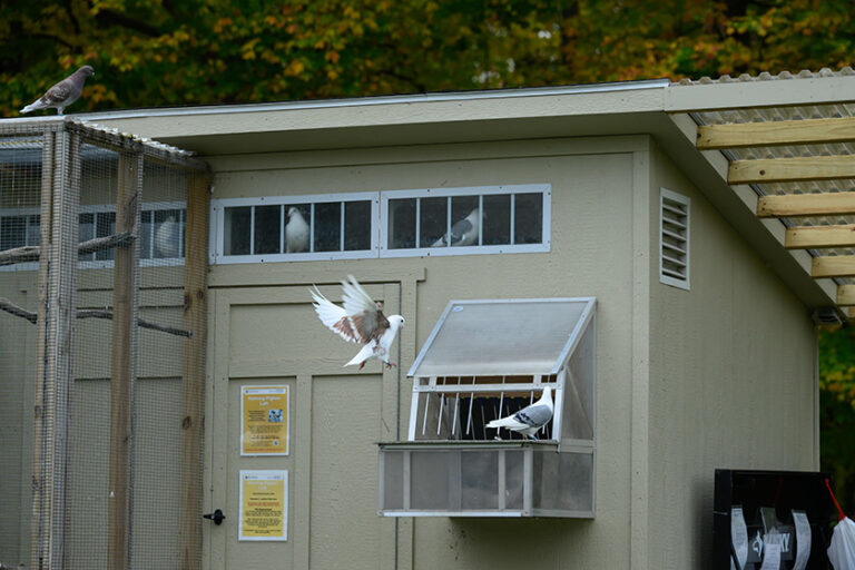 Homing pigeons returning to their coop after flying.