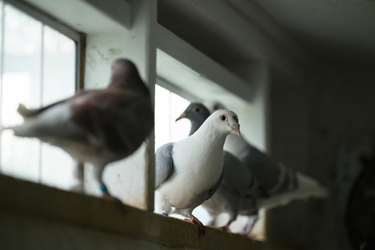 Four homing pigeons nestled on a window ledge inside of a spacious coop.