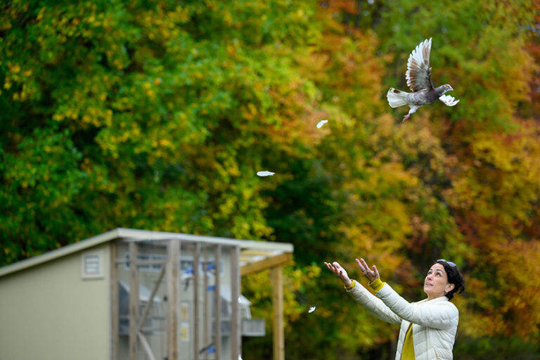 Dora Biro releasing a tagged homing pigeon with the pigeon coop in the background.