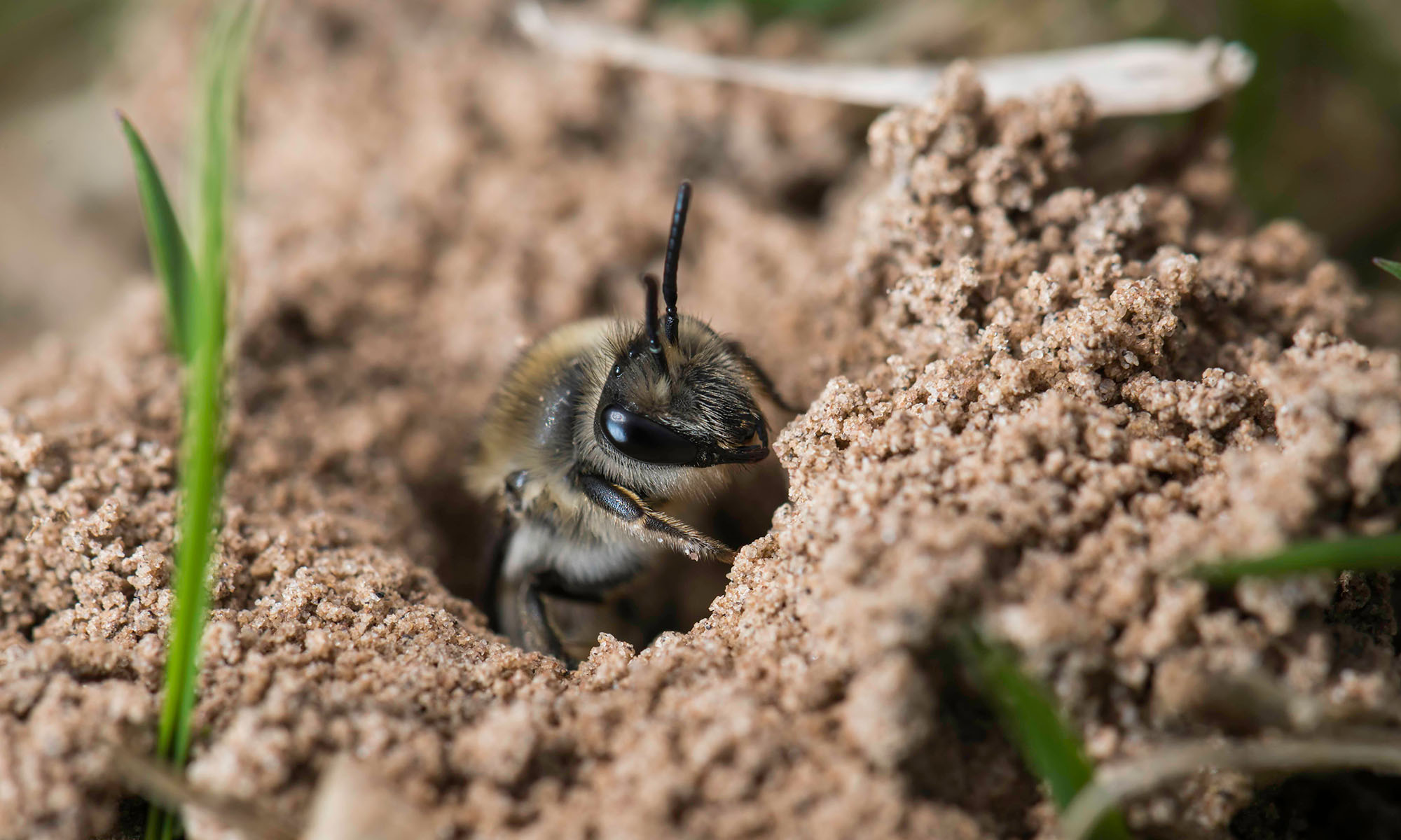 Close up of a plasterer bee inside its burrow.