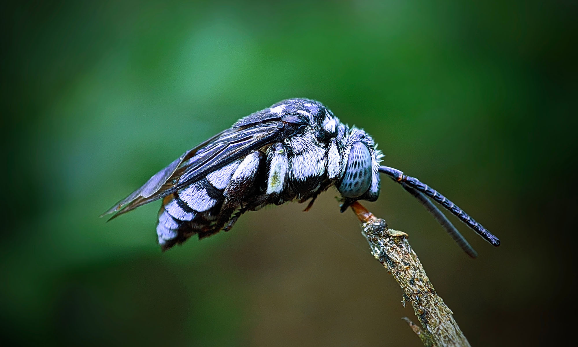 Closeup side view of a Neon Cuckoo Bee perched on a twig. 