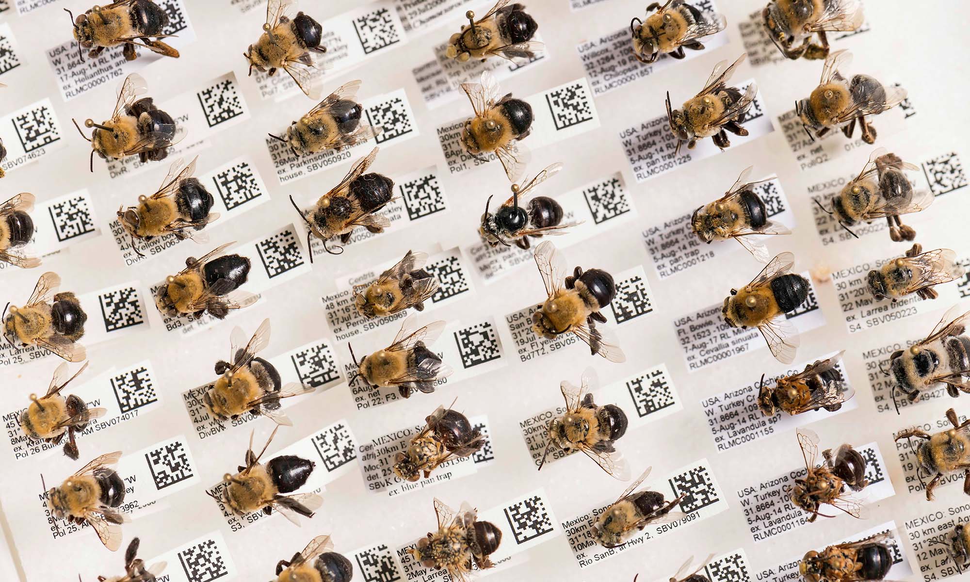 Rows of preserved bee specimens arranged with identification labels in a scientific collection.