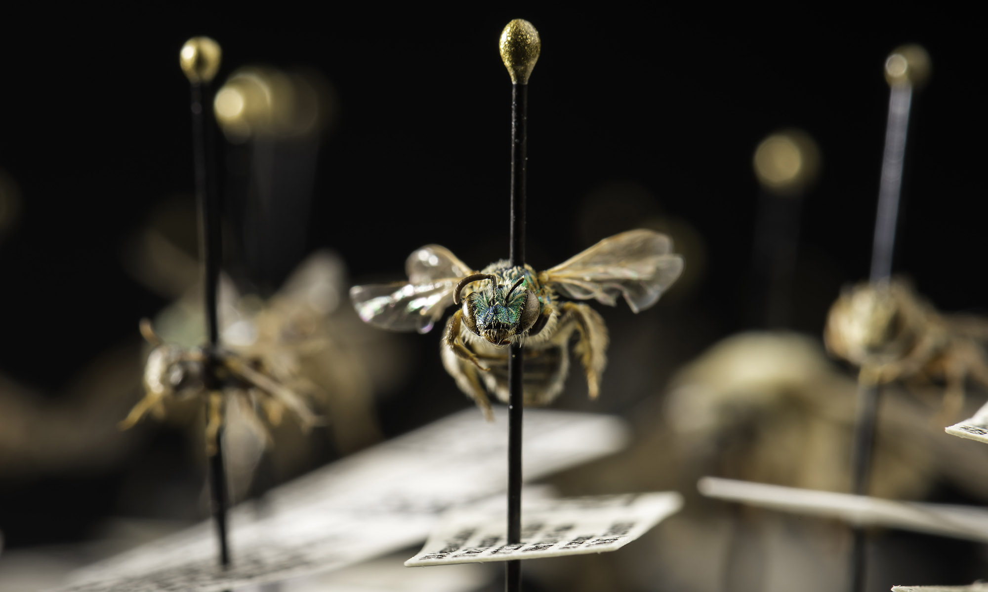 Pinned bee specimens viewed head-on in a collection drawer, with a metallic green bee in sharp focus at center.