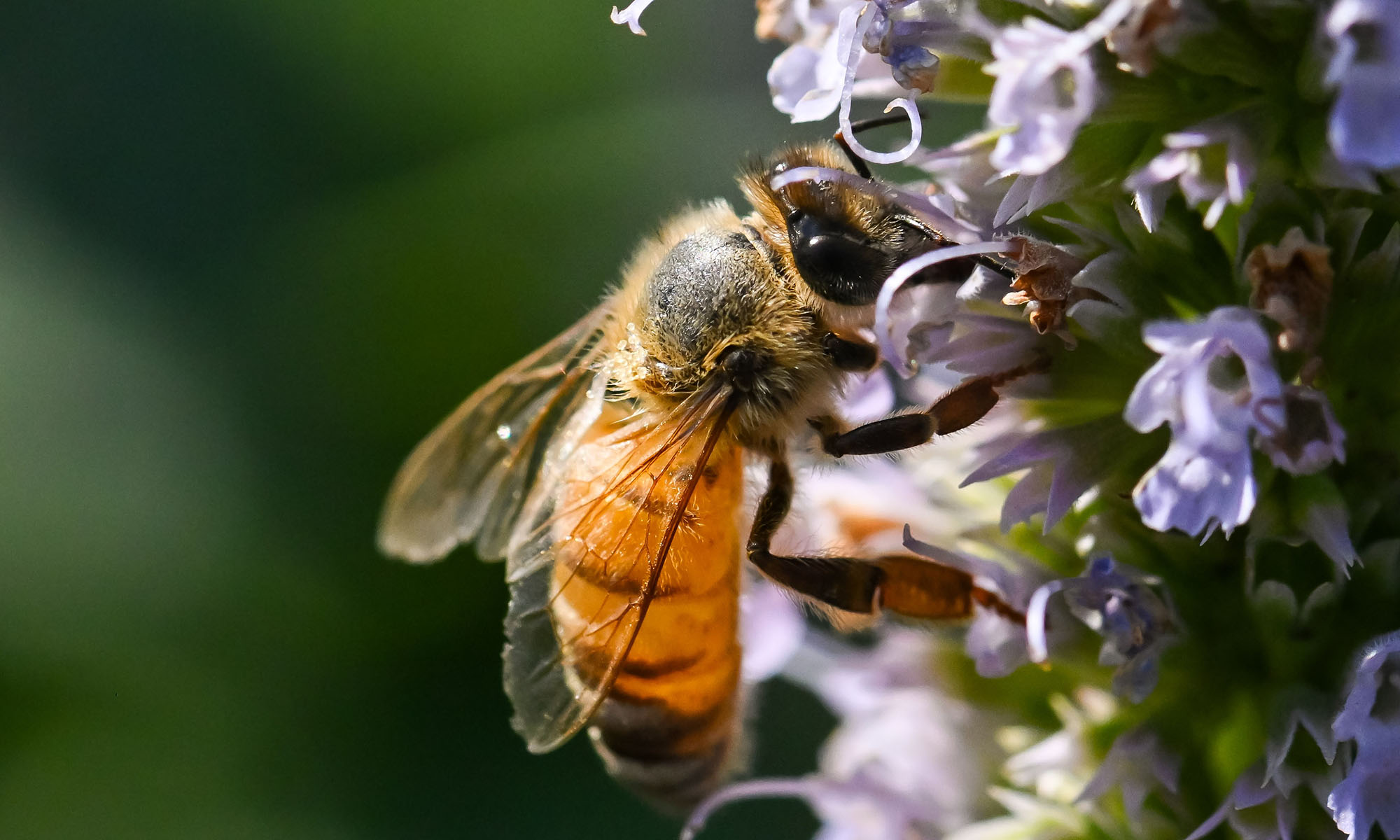 Honeybee clinging to a cluster of pale purple flowers while foraging.