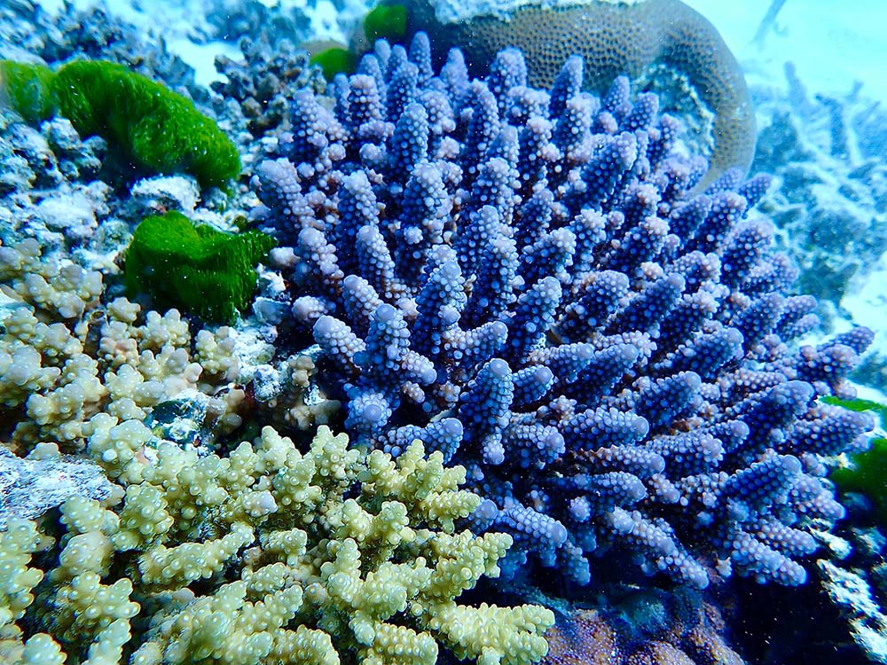 Colorful coral reef underwater. 