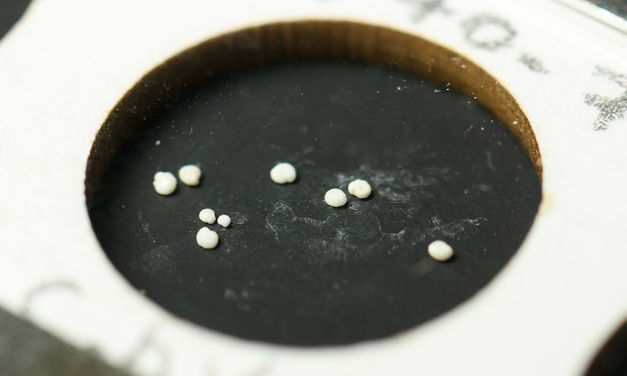 Close up of pale cream-colored foraminifera microfossils on a dark slate background.