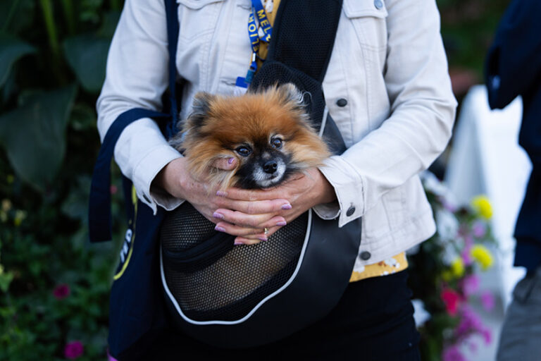A small dog being carried around in a Meliora Weekend tote bag by its owner.
