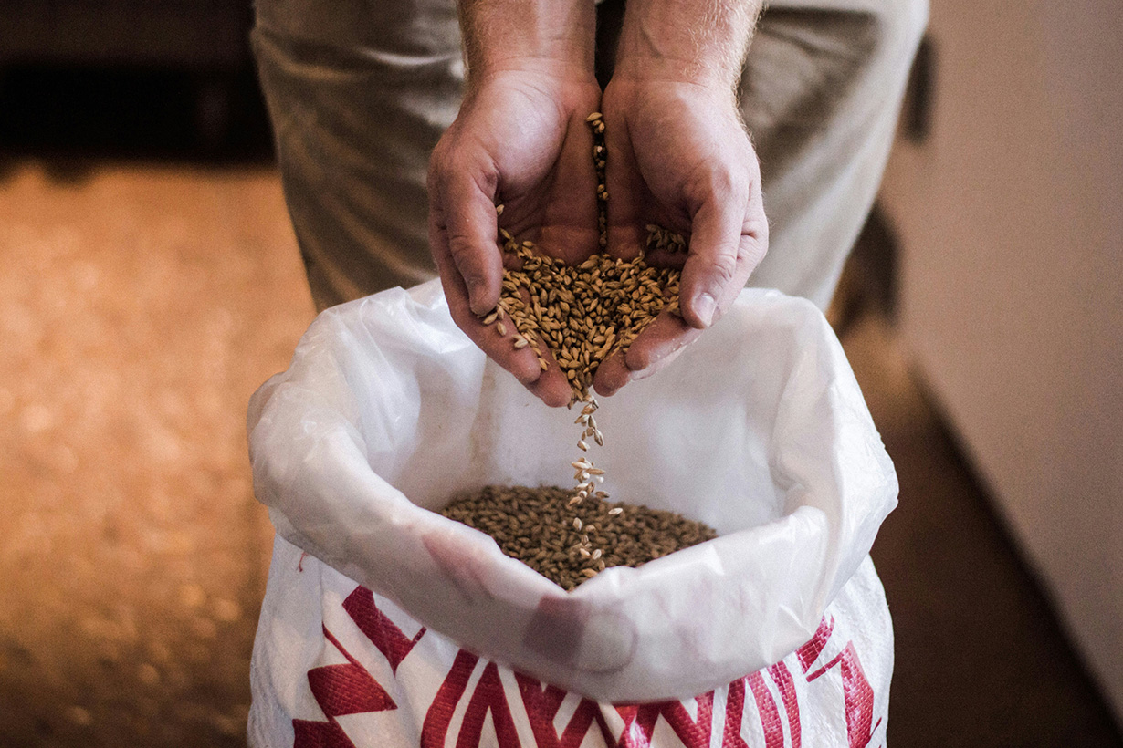 A person holds a handful of grain kernels, letting them fall into an open sack filled with grain.