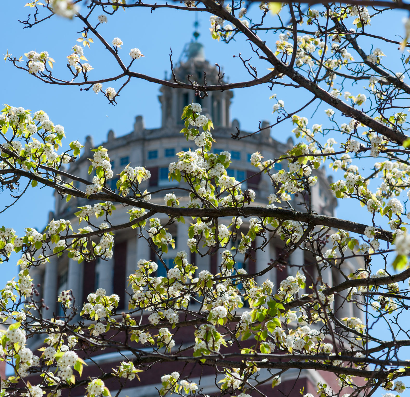 Rush Rhees Library through flowering trees at University of Rochester River Campus