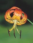 Turk’s cap lily 