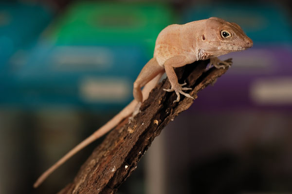 lizard