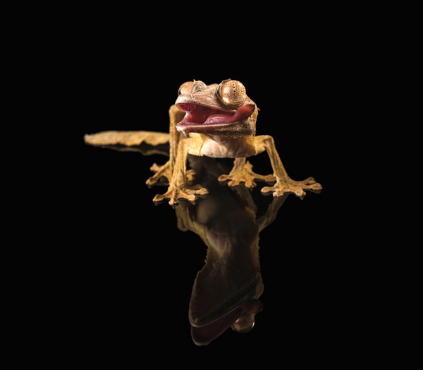 geckos