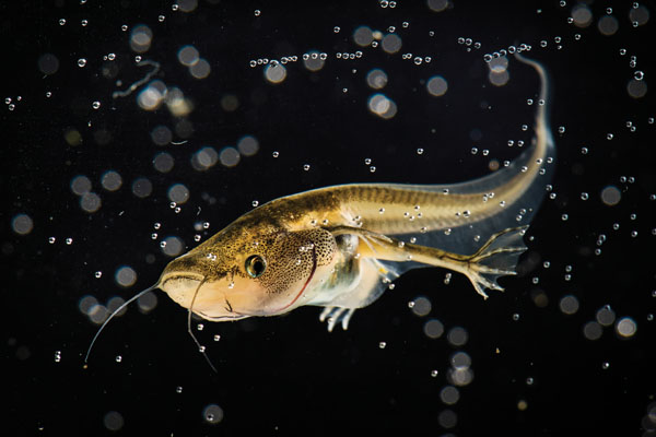 tadpoles