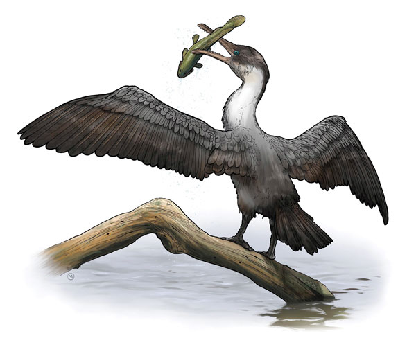 bird