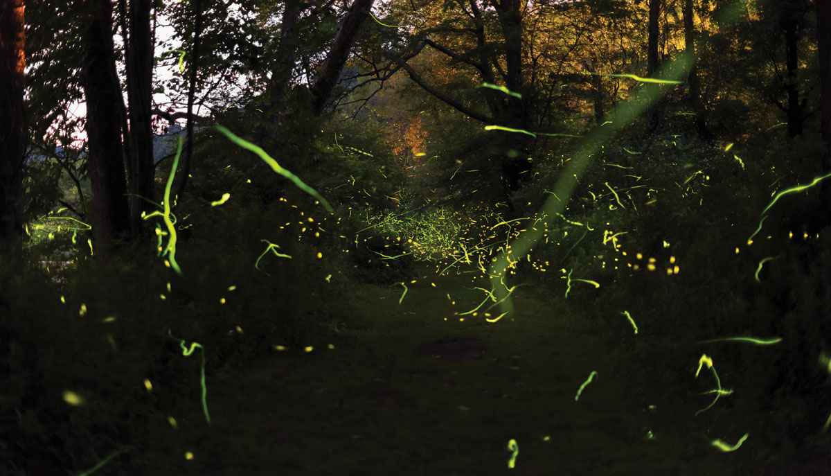 fireflies
