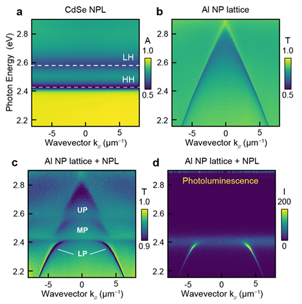 Cavity polaritons in metal lattice plasmon cavities.