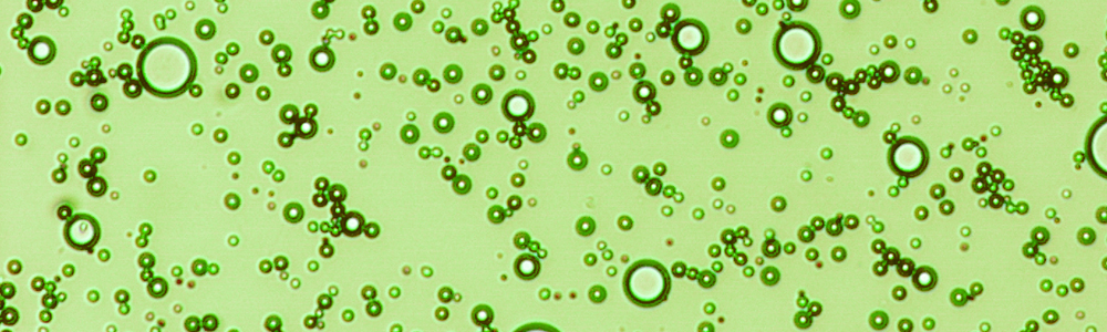 Contrast image captured by the Dalecki Lab.