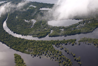 Amazon rain forest