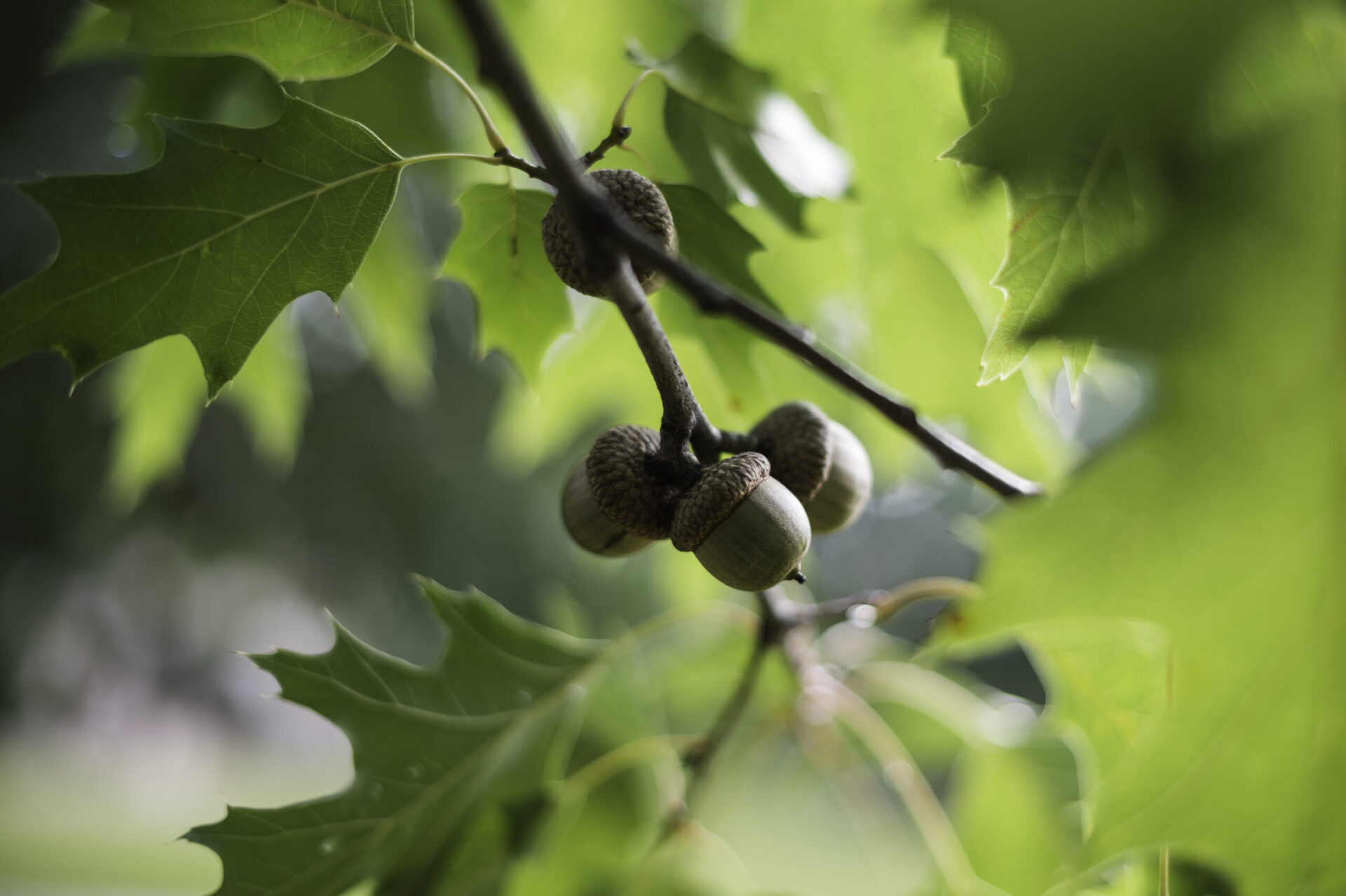 2018-09-11_acorns_152-scaled