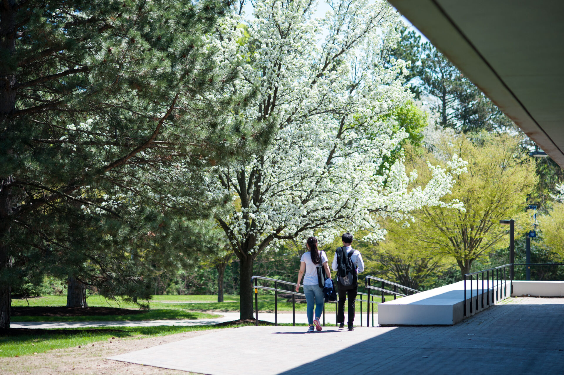 Pedestrians walk past flowering trees outside Meliora Hall at University of Rochester River Campus